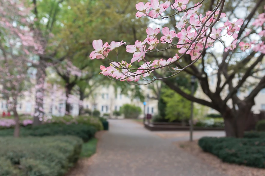 Close up of cherry blossom tree with campus pathway and greenery in the background